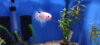 betta sp.