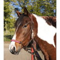 Lanová ohlávka žluto hnědá -Arizona- PONY