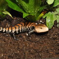HABISTAT JUNGLE BIO SUBSTRÁT 10 LITROV.