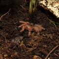 HABISTAT JUNGLE BIO SUBSTRÁT 10 LITROV.