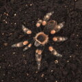 HABISTAT SPIDER BEDDING 5 LITRES.