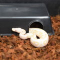 HABITAT COIR HRUBÝ 500g