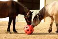 Feed Ball Toy 40cm modrá