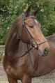 Drop noseband uzda