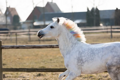 Duhová křída Lucky Horse Unicorn 6ks