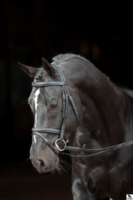Snaffle Classic