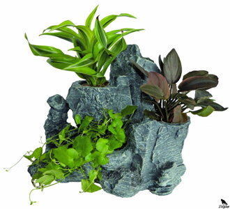 SCAPERS ROCK 12 PLANTY