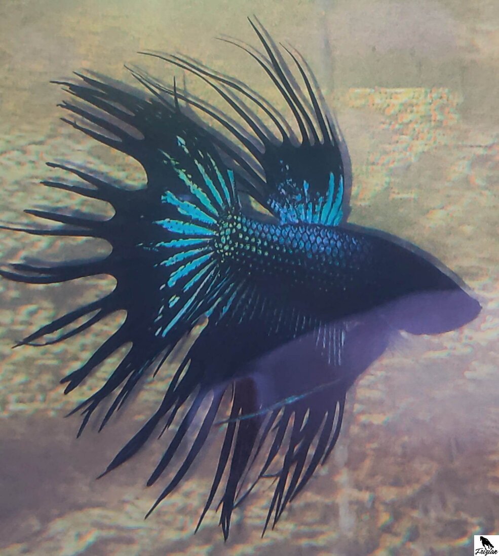 Betta Splendens – bojownik syjamski