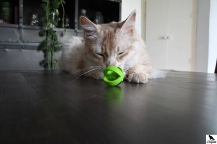 Crazy Cat Wacky Wobbler zelený