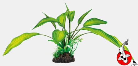 ART ROSTLINA 25CM CRYPTOCORYNE