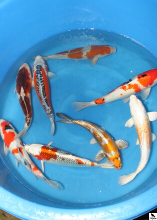 Japonsky koi Japonské koi MIX 30-40cm