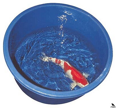 SuperFish POND KOI PRO Nadrž 80 CM