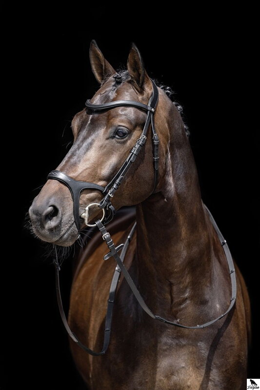 Bridle -Anatomic Sports- černa