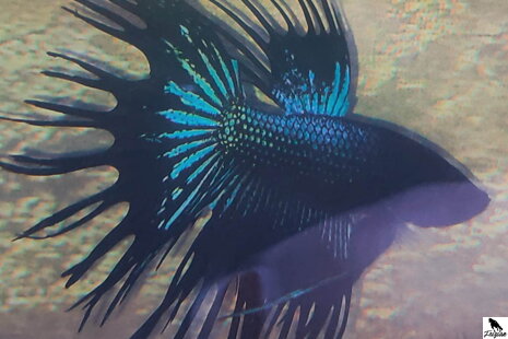 Betta Splendens – bojownik syjamski